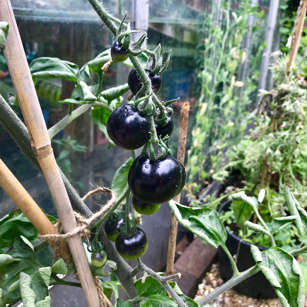 Black tomato’s at Brentford Dock