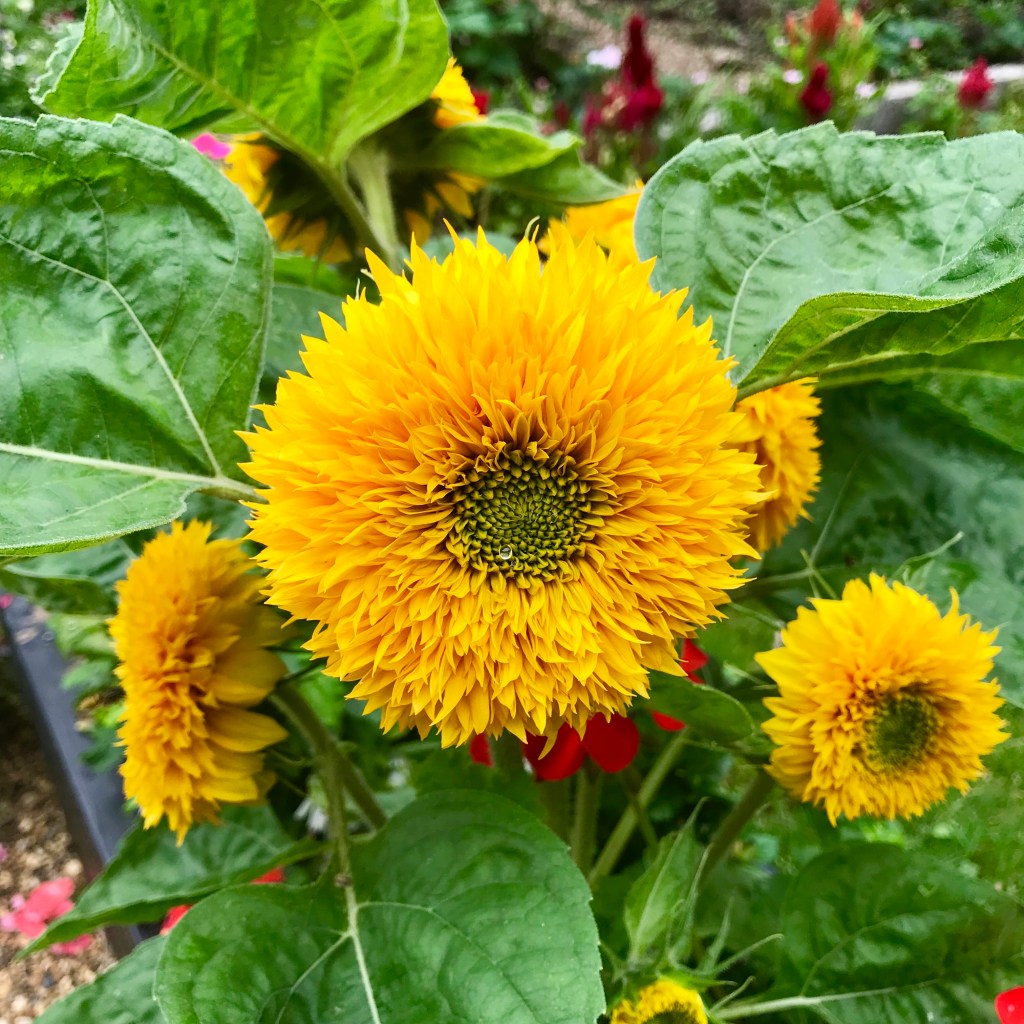 Yellow flower brentford Dock gimme veg