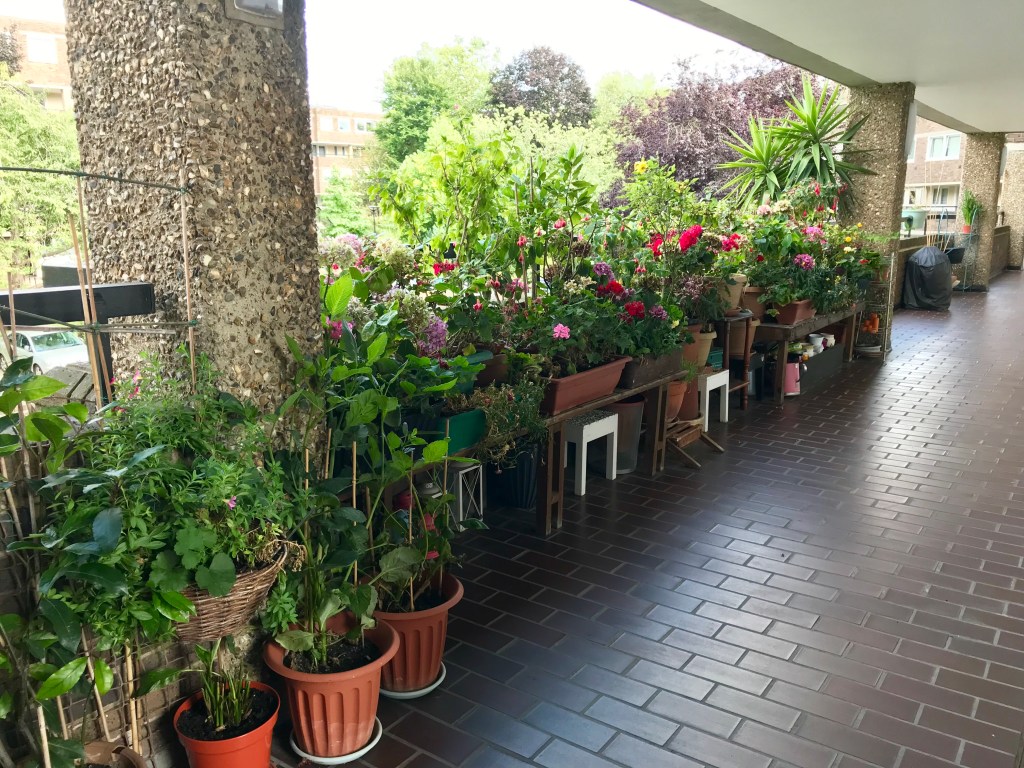 Flower walkway brentford Dock gimme veg