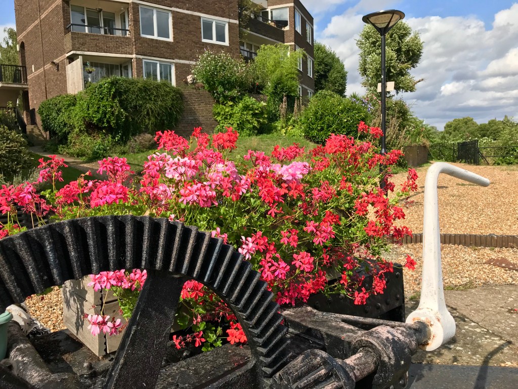 Lock flowers brentford Dock gimme veg