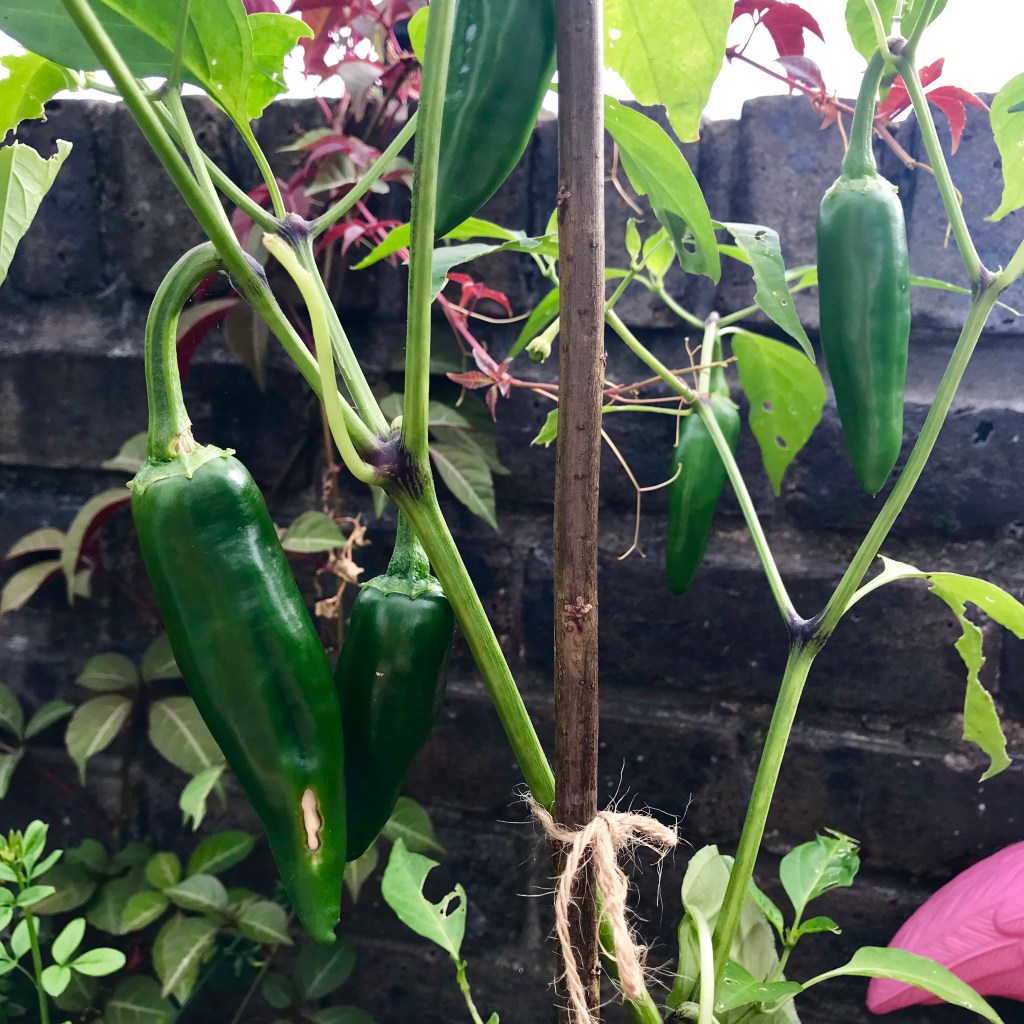Jalapeños at Brentford Dock